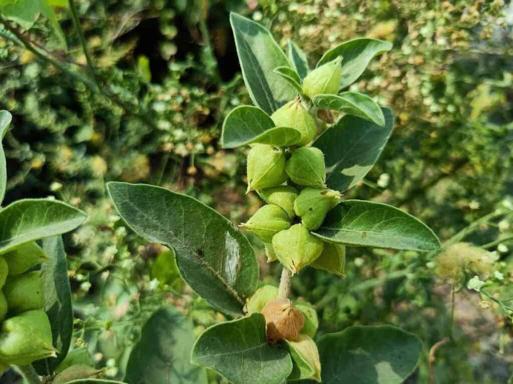 ashwagandha roślina