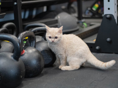 jak zacząć trenować?