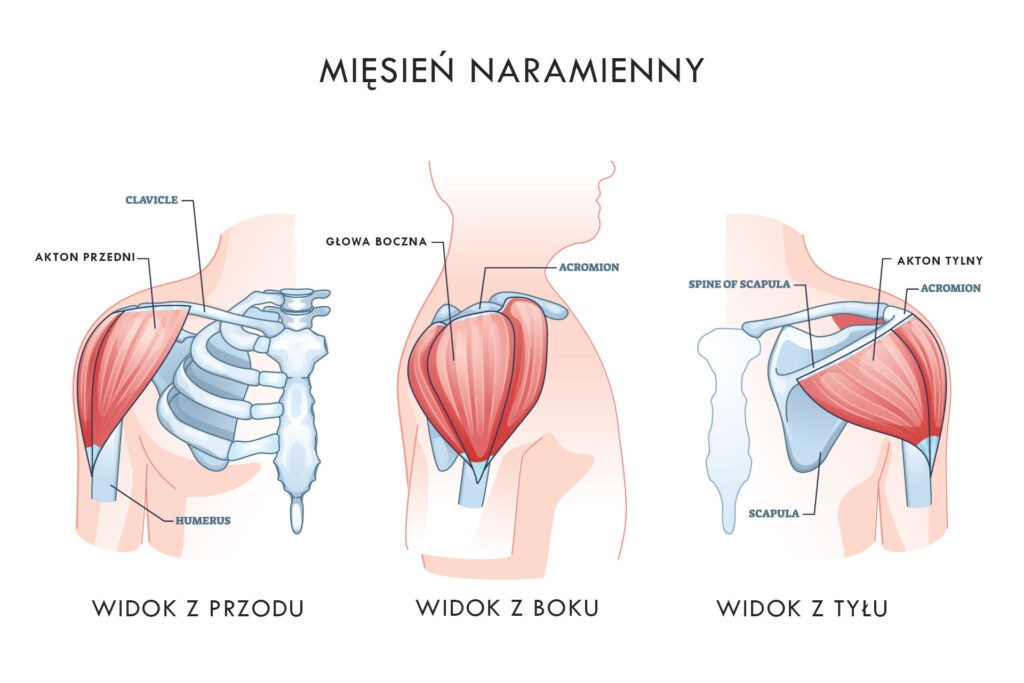 mięsień naramienny - anatomia