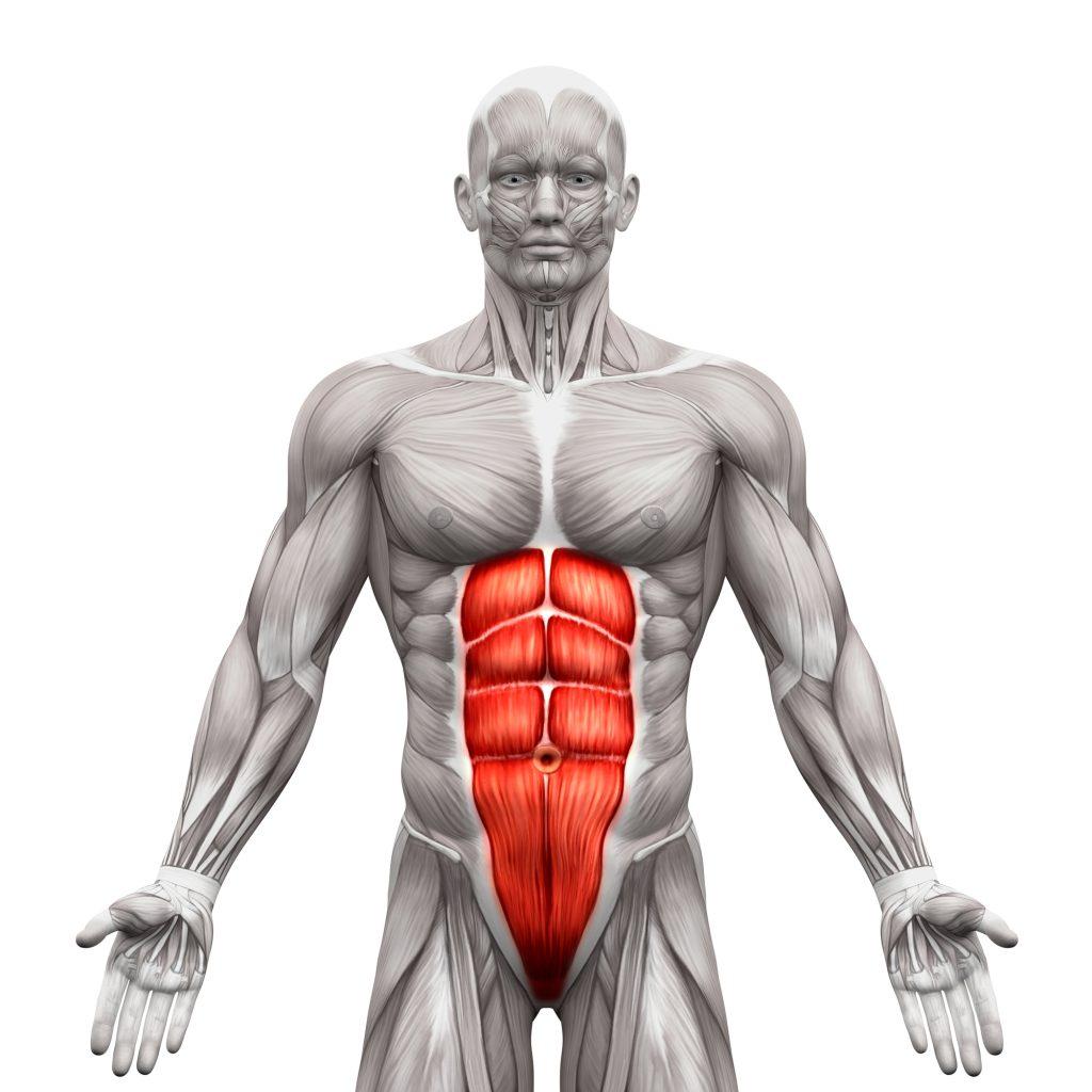 Mięsień prosty brzucha: anatomia, funkcje i wzmacnianie 2 Depositphotos 109811974 L