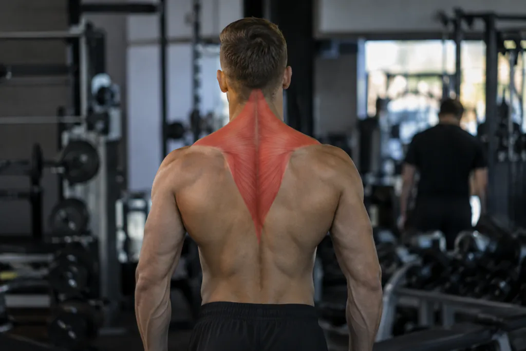 mięsień czworoboczny (trapezius)